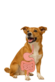 Spijsvertering en Darm van de hond