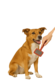 Verzorging van de hond