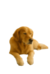 Rust supplement voor de hond