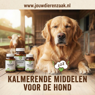 Kalmerende middelen voor de hond