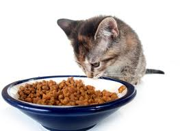 Voeding voor de Kat