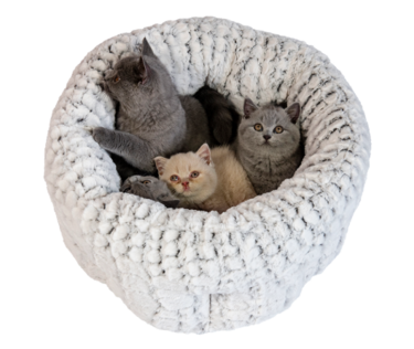 manden en kussens voor de kat