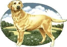 Voedingssupplementen voor honden