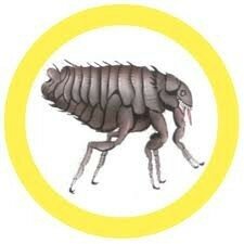 Vlooien/Teken Bestrijding katten