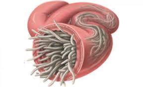 Ontworming voor je hond kopen