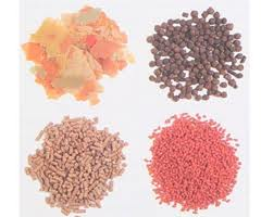 Voeding voor Koudwater Vissen