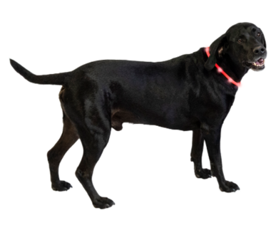 Led halsbanden voor honden