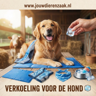 Verkoeling voor de hond
