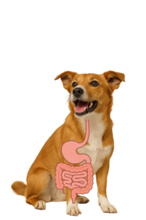 Spijsvertering en Darm van de hond