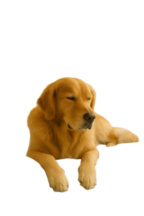 Rust supplement voor de hond