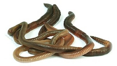 Levend Aas voor het vissen