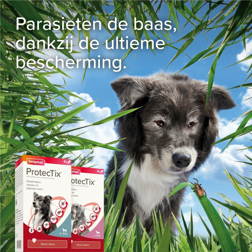 Beaphar ProtectTix hond 4-10 kg 4 pip vlooienbestrijding