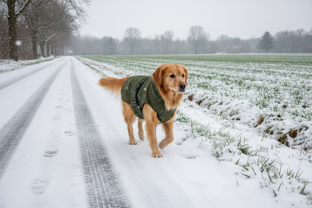 Petlando Honden Winterjas Lovund 56 Olijfgroen (77x45x3 cm)