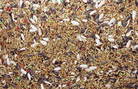 Pets &amp; Co Grote Parkietenzaad 4 kg