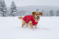 Petlando Honden Winterjas Lovund 24 Rood (36x22x3 cm)