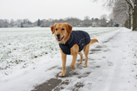 Petlando Honden Winterjas Lovund 24 Zwart (36x22x3 cm)