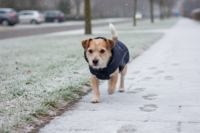 Petlando Honden Winterjas Lovund 26 Navy (39x24x3 cm)