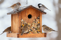 strooivoer voor de buitenvogels 2.5 kg