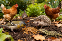 Pets en Co Meelwormen 1,2 Liter