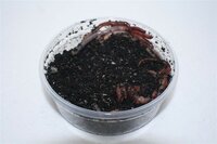 Regenwormen (super dendro's) 18-20 Stuks