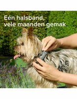 Beaphar Medicinale Halsband Hond tot 8 kg | Tot 8 maanden bescherming