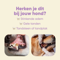 Yommi Dog Toothie | Kauwsnoepjes tegen Tandsteen &amp; Adem