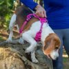 Rogz Utility Explore Tuig Pink