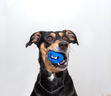 Rogz Fred Treat Ball Blue 