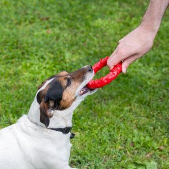 Ferplast SMILE dog-dental-toy