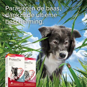 Beaphar ProtectTix hond 4-10 kg 4 pip vlooienbestrijding