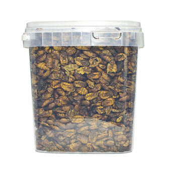 Pets en Co Zijdenrupsen 2,5 Liter