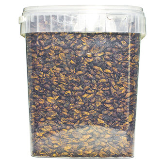 Pets en Co Zijdenrupsen 10 Liter