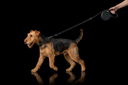 flexi rollijn CLASSIC cord M zwart, 8 meter.