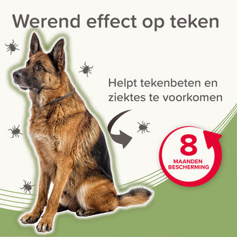 Beaphar Medicinale Halsband Hond vanaf 8 kg | Tot 8 maanden bescherming