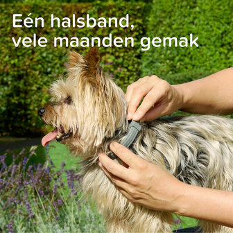 Beaphar Medicinale Halsband Hond vanaf 8 kg | Tot 8 maanden bescherming