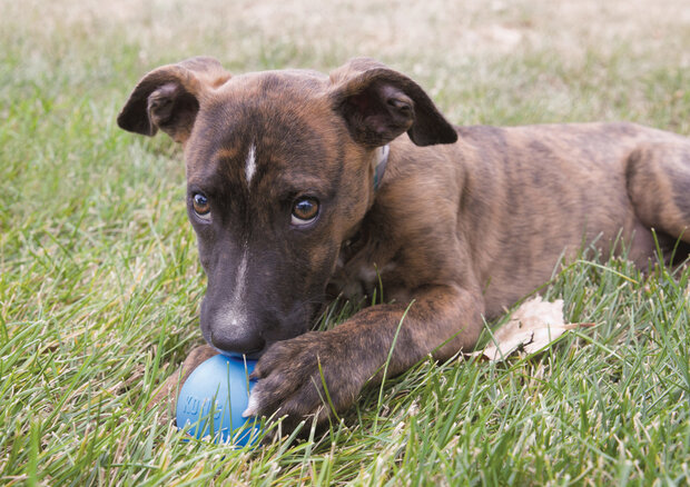 Kong hond Puppy Ball met gat