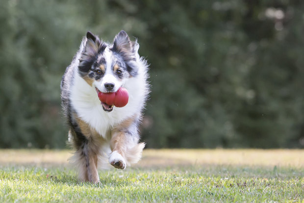 Kong hond Classic rubber rood