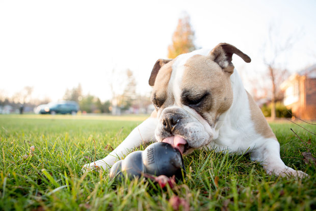 Kong hond Extreme rubber zwart