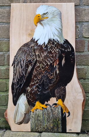 Schilderij amerikaanse zeearend op hout 36 x 55 cm.