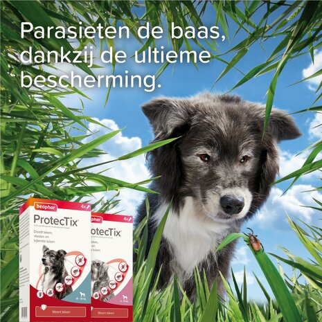 Beaphar ProtectTix hond 4-10 kg 4 pip vlooienbestrijding