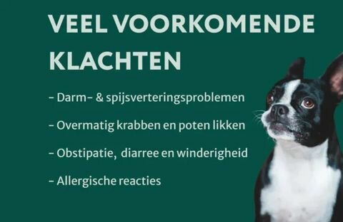 Dogsuppy Probiotica Forte kip Spijsvertering en darmflora 60 stuks