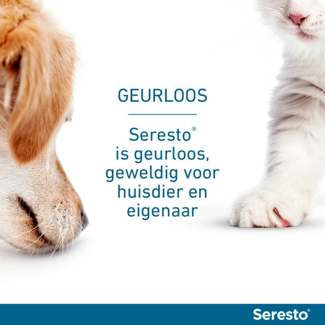 Seresto halsband 38 cm voor kat tegen vlooien, teken, luizen 