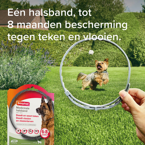 Beaphar Medicinale Halsband Hond vanaf 8 kg | Tot 8 maanden bescherming