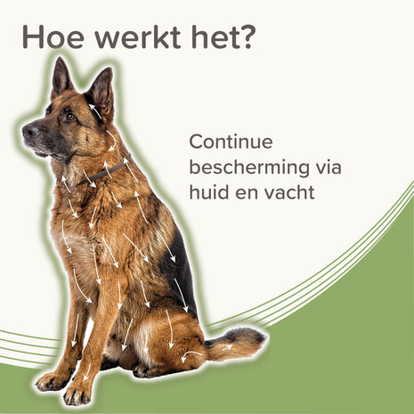 Beaphar Medicinale Halsband Hond vanaf 8 kg | Tot 8 maanden bescherming