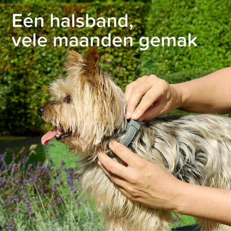 Beaphar Medicinale Halsband Hond vanaf 8 kg | Tot 8 maanden bescherming