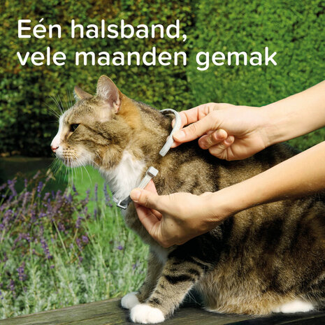 Beaphar Medicinale Halsband Kat | Tot 8 maanden bescherming tegen teken