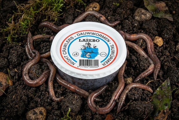 Dauwwormen 8-10 Stuks