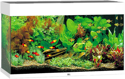 uitvegen Skalk Ontvanger Juwel Aquarium Rio 125 Wit 81x36x50 cm - Jouwdierenwinkel.nl